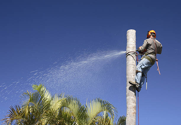 How Our Tree Care Process Works  in  Dundee, OR